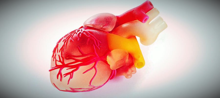 Stratasys 3D Printed Heart